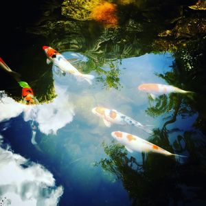 High angle view of koi carps swimming in pond at park