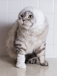 Close-up of cat with bandage