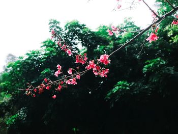 Low angle view of pink flowers