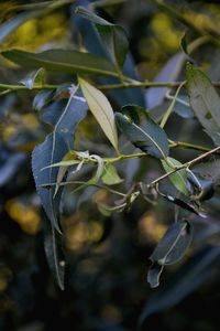 Close-up of plant growing on tree