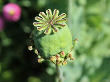 Close-up of red flower buds growing on plant