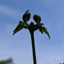 Low angle view of plant against clear blue sky