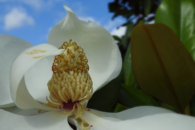 Close-up of white flowering plant