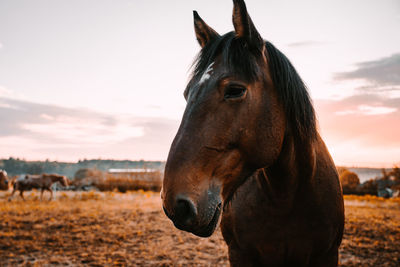 Portrait of horses standing at ranch against sky during sunset