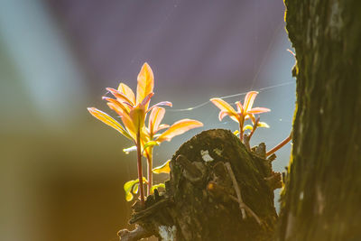 Close-up of yellow flowering plant