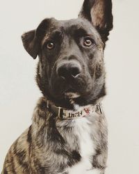 Portrait of black dog against white background