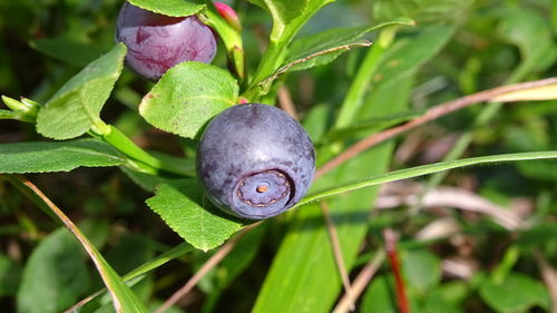 Close-up of green plant