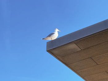 Low angle view of bird against clear blue sky
