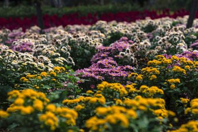 Close-up of yellow flowering plants on field