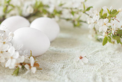 Close-up of white flowering plant