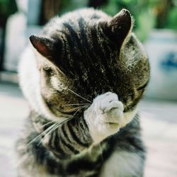 Close-up portrait of cat