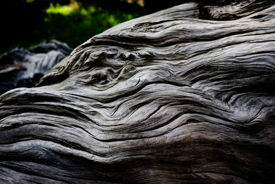 Close-up of tree trunk