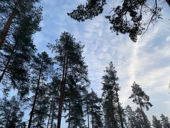 Low angle view of trees against sky