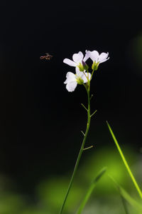 Close-up of white flowering plant