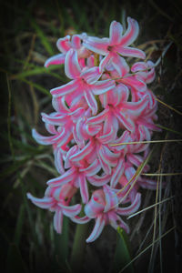 Close-up of flowers