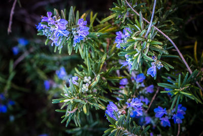 Close-up of purple flowering plants