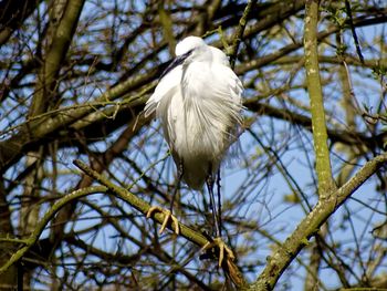 Beautiful white egret perched on a tree branch in the spring sunshine 