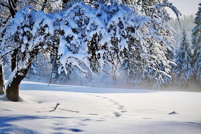 Trees on snow covered field, and snowfall , beatifull winter