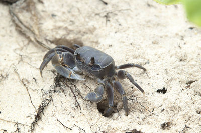 Close-up of crab on sand