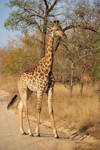 Giraffe standing in a tree