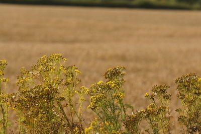 Plants growing on field