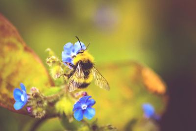 Close-up of bee pollinating on flower