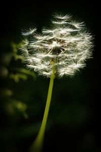 Close-up of dandelion