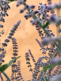 Low angle view of flowering plants against orange sky