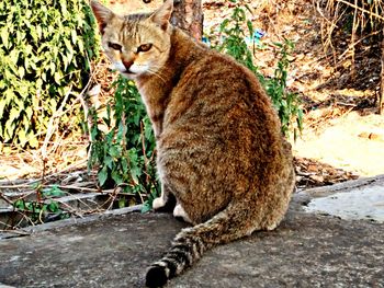 View of cat
