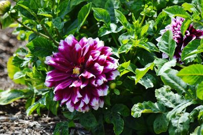 Close-up of pink flowers blooming outdoors