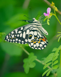 Close-up of butterfly pollinating on flower