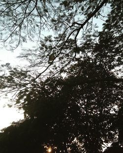 Low angle view of trees against sky