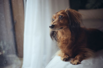 Close-up of dog on bed