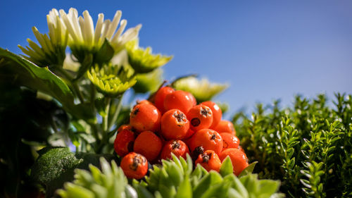 Close-up of fruits on plant against sky