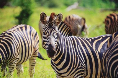 Zebras in a field