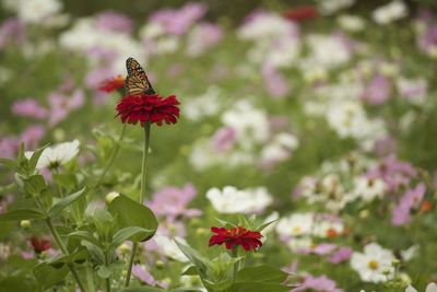 Close-up of insect on pink flower