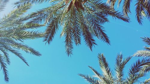 Low angle view of trees against blue sky