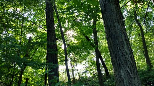 Low angle view of trees