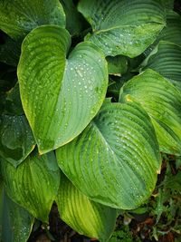 Close-up of raindrops on leaves