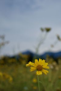Close-up of yellow flowering plant on field