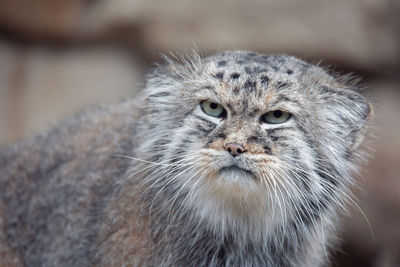 Close-up portrait of a cat