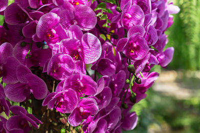 Close-up of pink flowering plant