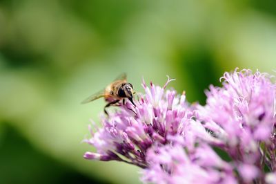 Close-up of bee on purple flower