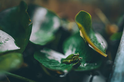 Close-up of fresh green plant