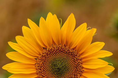 Close-up of sunflower