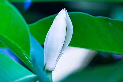 Close-up of white leaves on plant