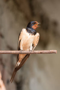 Close-up of bird perching on twig