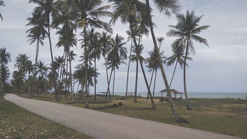 Palm trees by sea against sky