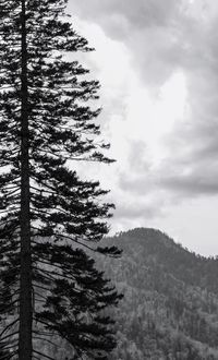 Low angle view of pine trees against sky