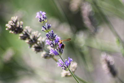 Close-up of insect on purple flowering plant